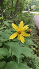 Helianthus divaricatus