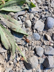 Lasius pallitarsis