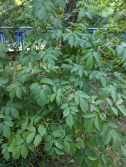 Sambucus canadensis