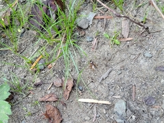 Lasius pallitarsis