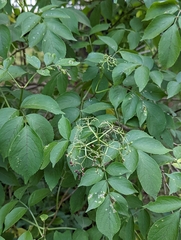 Sambucus canadensis