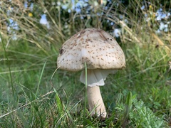 Amanita amerirubescens