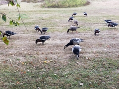 Branta leucopsis