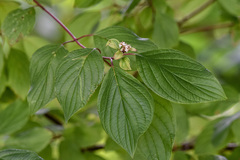Cornus alba