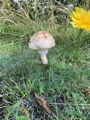 Amanita amerirubescens