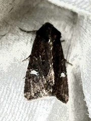 Helotropha reniformis