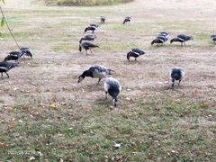 Branta leucopsis