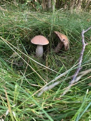 Leccinum