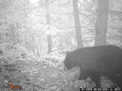 Ursus americanus machetes