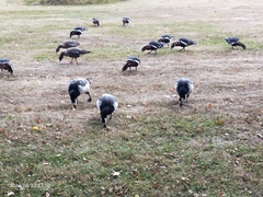 Branta leucopsis