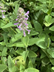 Stachys bullata