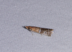 Moodna pallidostrinella