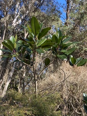 Ficus