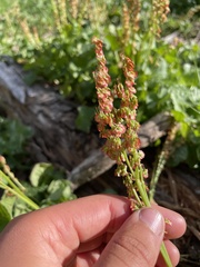 Oxyria digyna