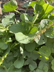 Oxyria digyna