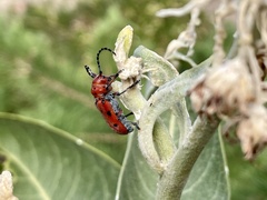 Tetraopes femoratus