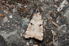 Eugnorisma arenoflavida