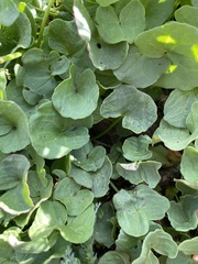 Oxyria digyna