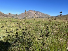 Poa compressa
