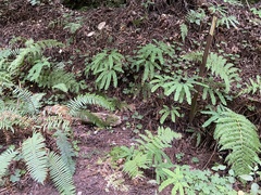 Adiantum aleuticum