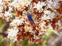 Tachypompilus unicolor