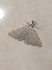 Polypogon tentacularia