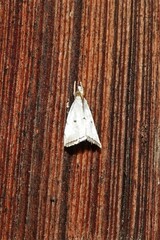 Argyria gonogramma