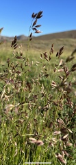 Poa compressa