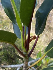 Ficus