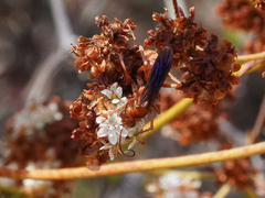 Tachypompilus unicolor