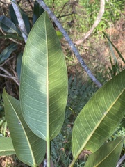 Ficus