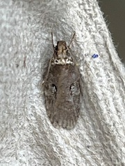 Agonopterix lythrella