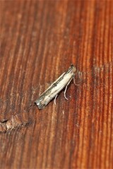 Elasmopalpus lignosella