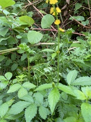 Agrimonia striata