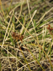 Schoenoplectus americanus