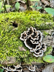 Trametes versicolor