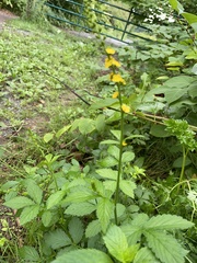 Agrimonia striata