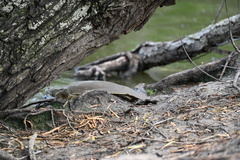 Apalone spinifera guadalupensis