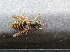 Dolichovespula arenaria