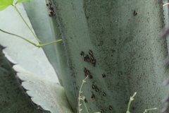 Chilocorus cacti