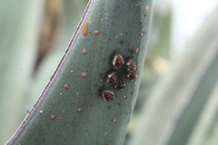 Chilocorus cacti