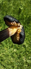 Hygrocybe conica
