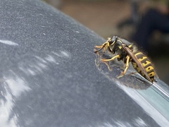 Dolichovespula arenaria