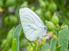 Pieris oleracea