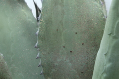 Chilocorus cacti