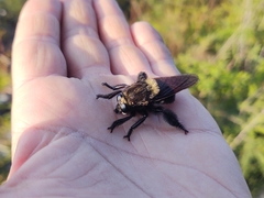 Mallophora leschenaulti