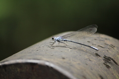 Bayadera brevicauda