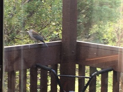 Colluricincla harmonica