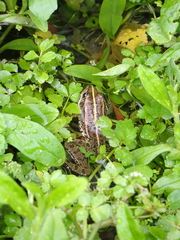 Pelophylax
