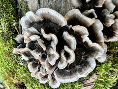Trametes versicolor